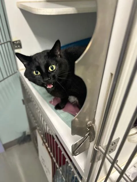 An adult medium-sized female Black Domestic Short Hair cat named Sabrina for adoption in Muskegon, MI