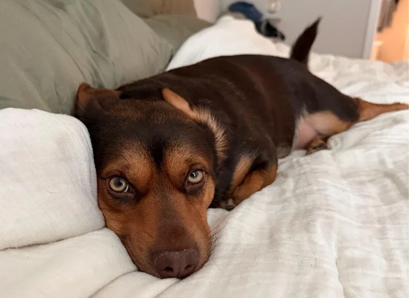 An adult medium-sized female Dachshund dog named Cocoa for adoption in Osteen, FL