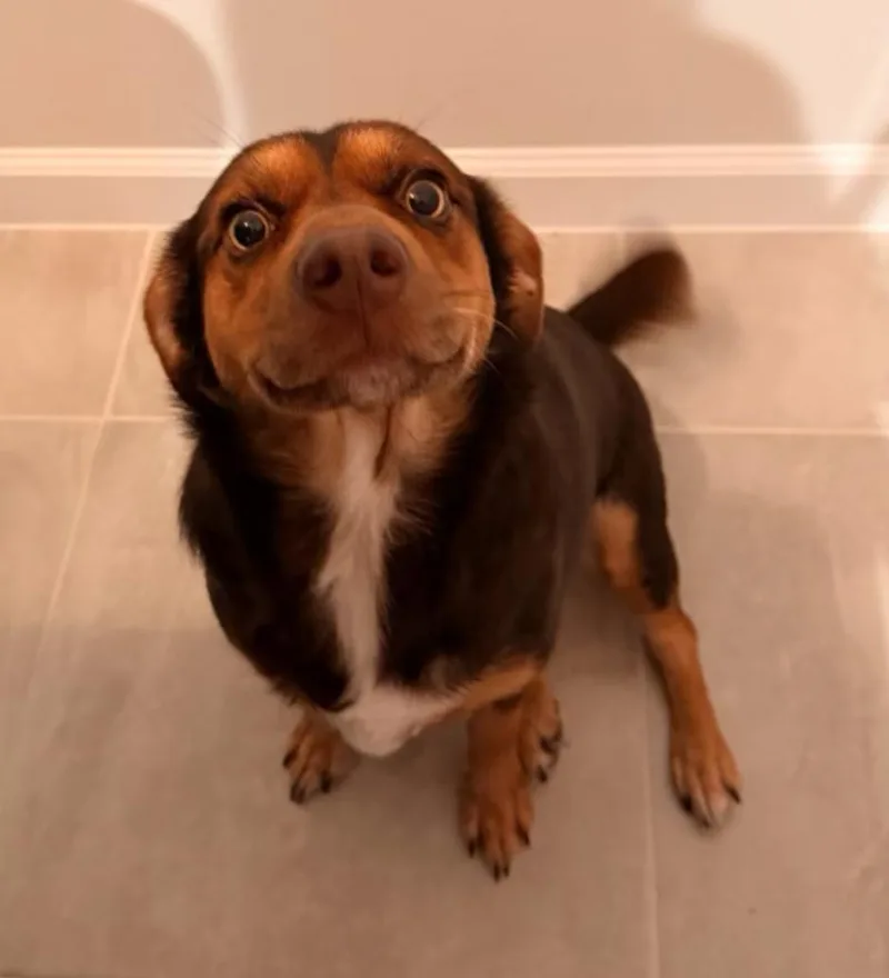 Cocoa thumbnail 2