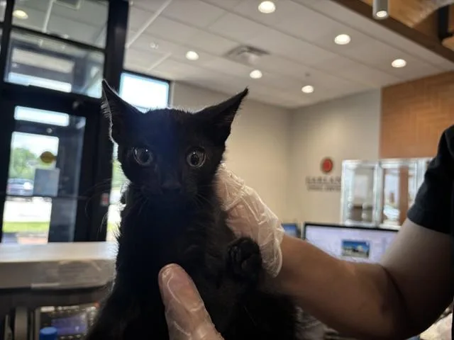 A baby small-sized male Domestic Short Hair cat named Freeman for adoption in Garland, TX