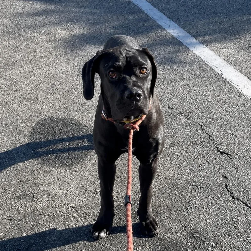 A young large-sized female Cane Corso dog named Maybeline for adoption
