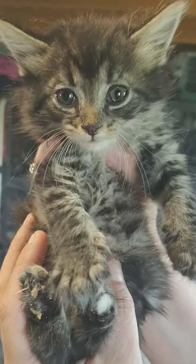 A baby medium-sized male Tabby (Tiger Striped) Domestic Short Hair cat named Jake Clawfurd for adoption in Fair Oaks, IN