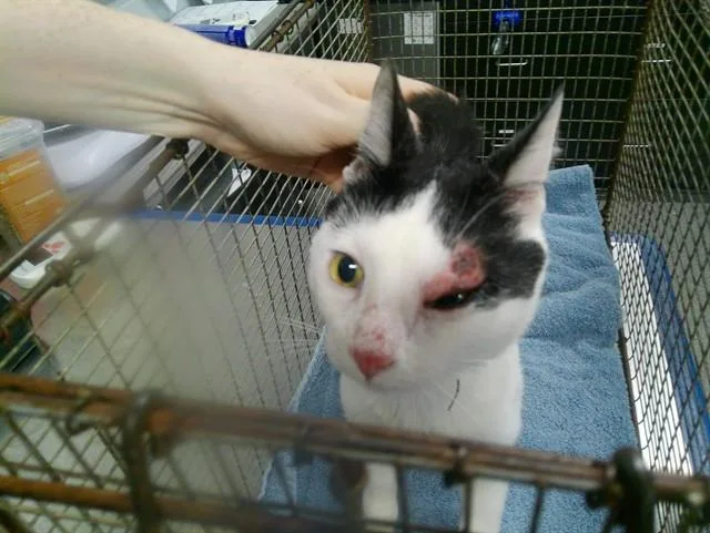 A young medium-sized male Domestic Short Hair cat named Slick Rick for adoption in Kalamazoo, MI
