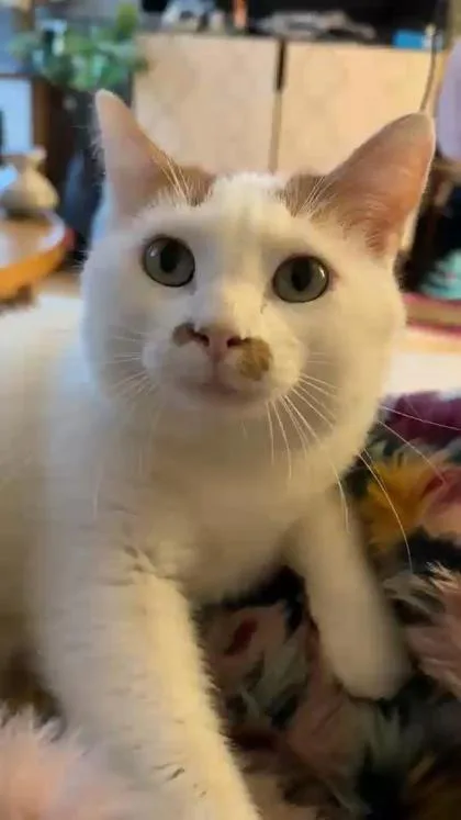An adult small-sized male Domestic Short Hair cat named Cliff for adoption in Seattle, WA