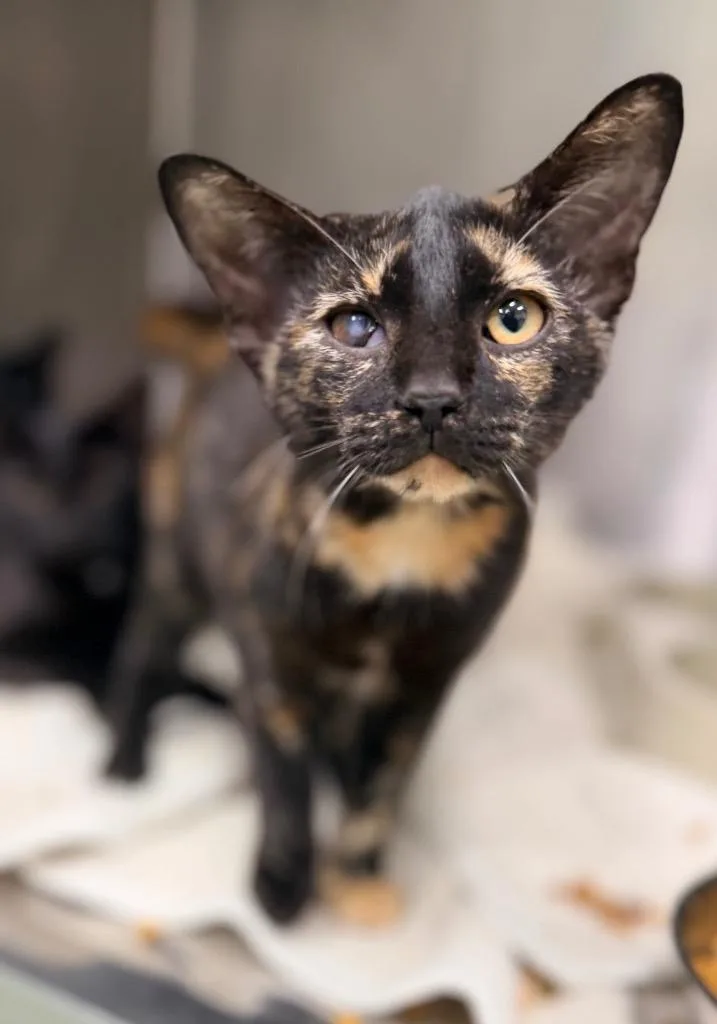 A baby medium-sized female Domestic Short Hair cat named Nyla for adoption in Danielsville, GA