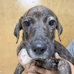 A baby small-sized male Brindle Terrier dog named Billy for adoption in Tyler, TX
