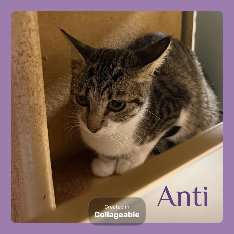 A baby medium-sized female Tabby cat named Anti for adoption in Lawton, OK