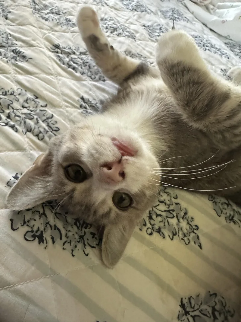 A baby small-sized male Tabby (Gray / Blue / Silver) Domestic Short Hair cat named Presley for adoption in Indianapolis, IN
