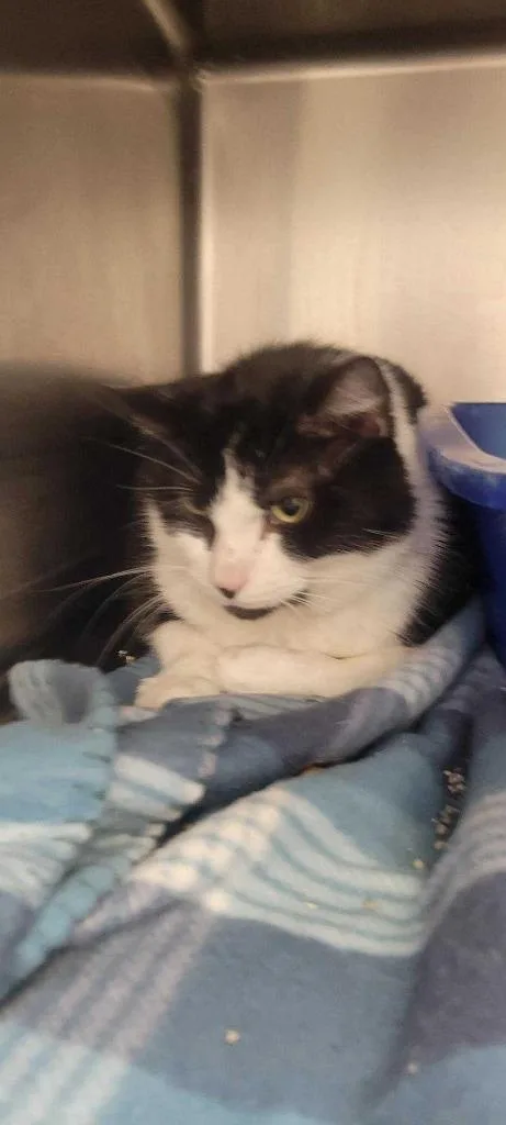 An adult medium-sized male Domestic Short Hair cat named Pepe for adoption in New Kensington, PA