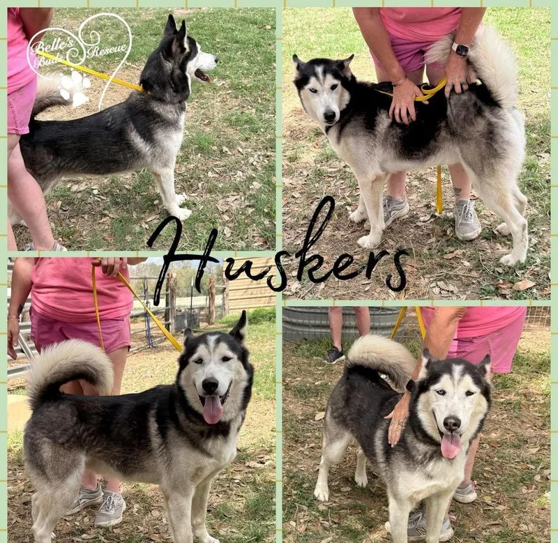 An adult large-sized male Gray / Blue / Silver Husky dog named "huskers" Nanook for adoption in Brookshire, TX