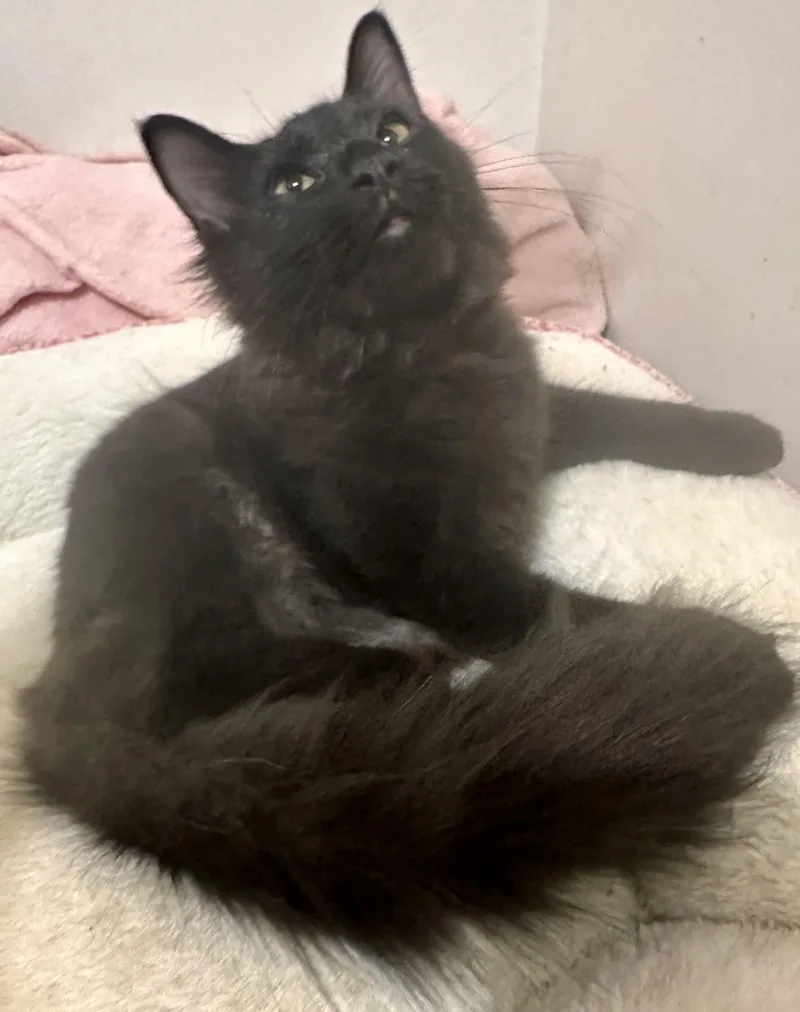 A young medium-sized male Black Domestic Medium Hair cat named Sebastian for adoption in Fayetteville, NC