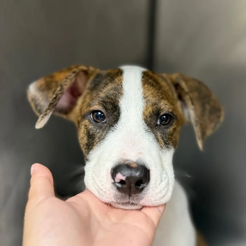 A baby small-sized male Hound dog named Fiji for adoption in Birmingham, AL