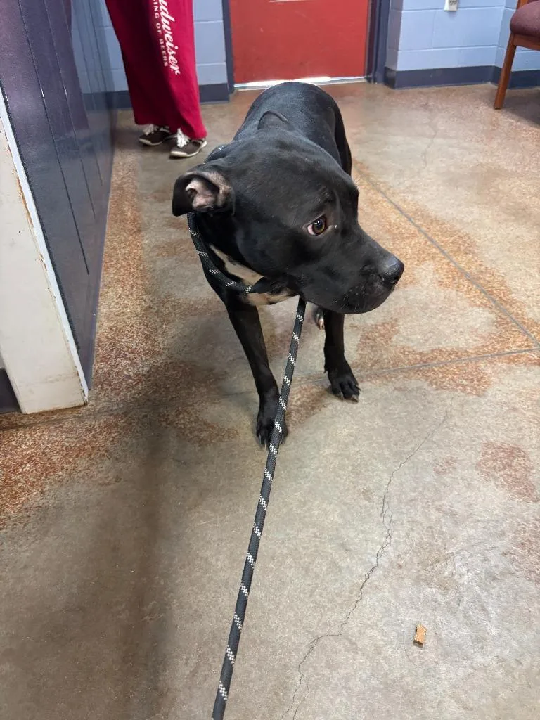 A young large-sized female Pit Bull Terrier dog named Nyx for adoption in Brownwood, TX
