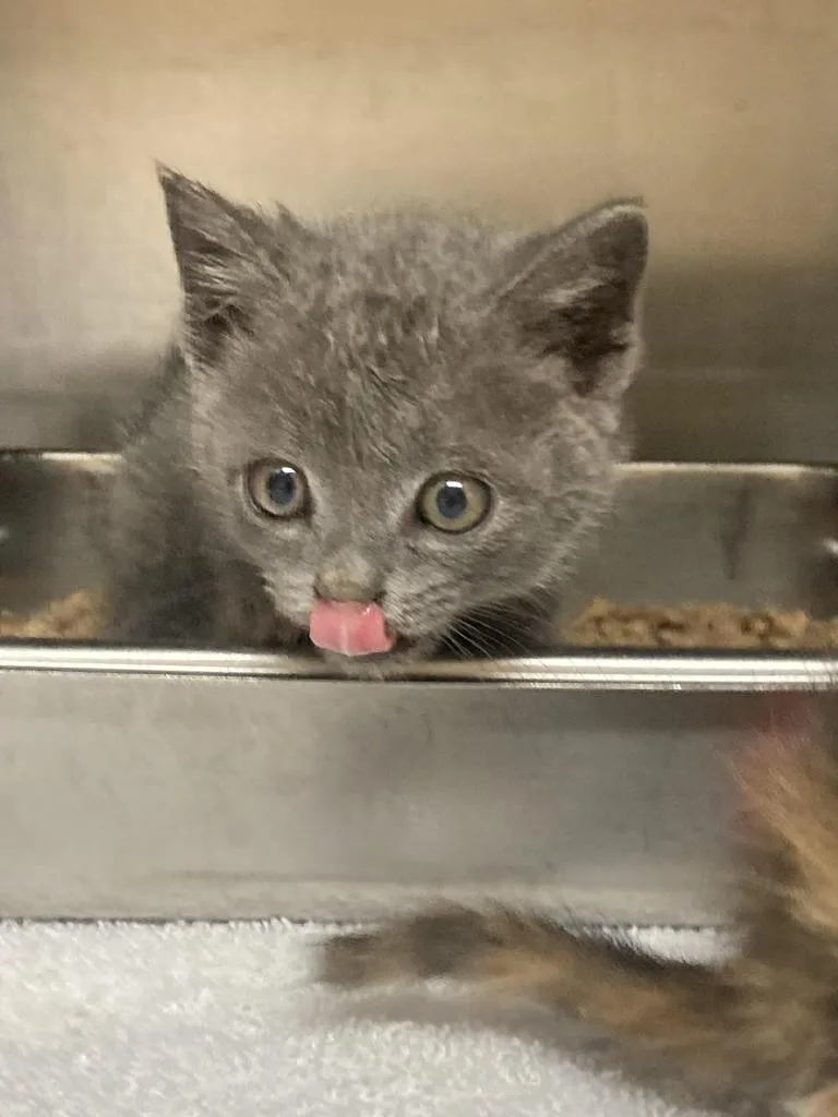 A baby medium-sized female Domestic Short Hair cat named Grosbeak for adoption in Burnsville, NC