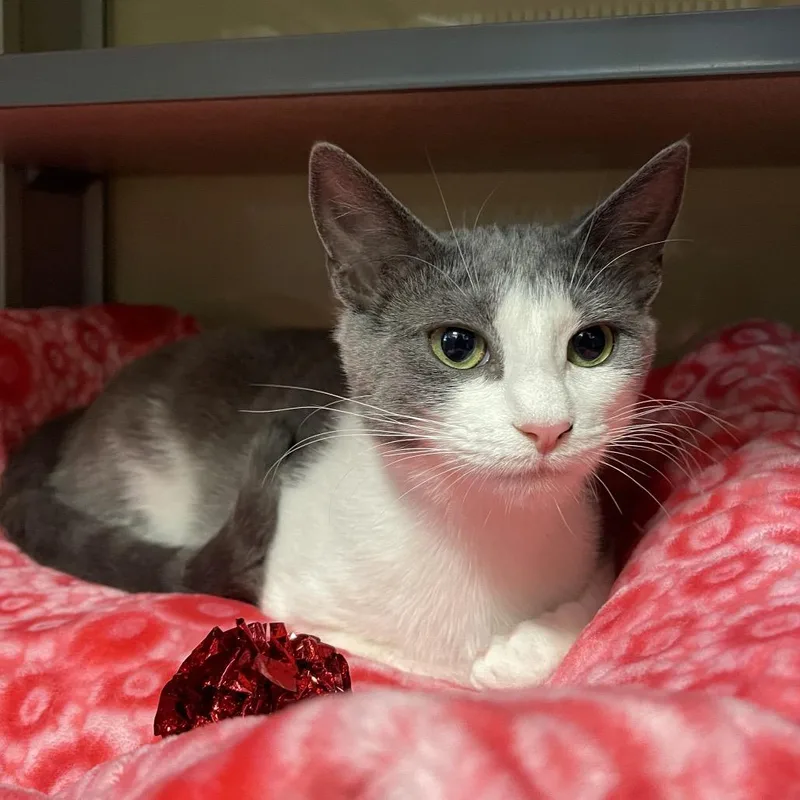 A young small-sized female Gray / Blue / Silver Domestic Short Hair cat named Gigi Girl for adoption in Walden, NY