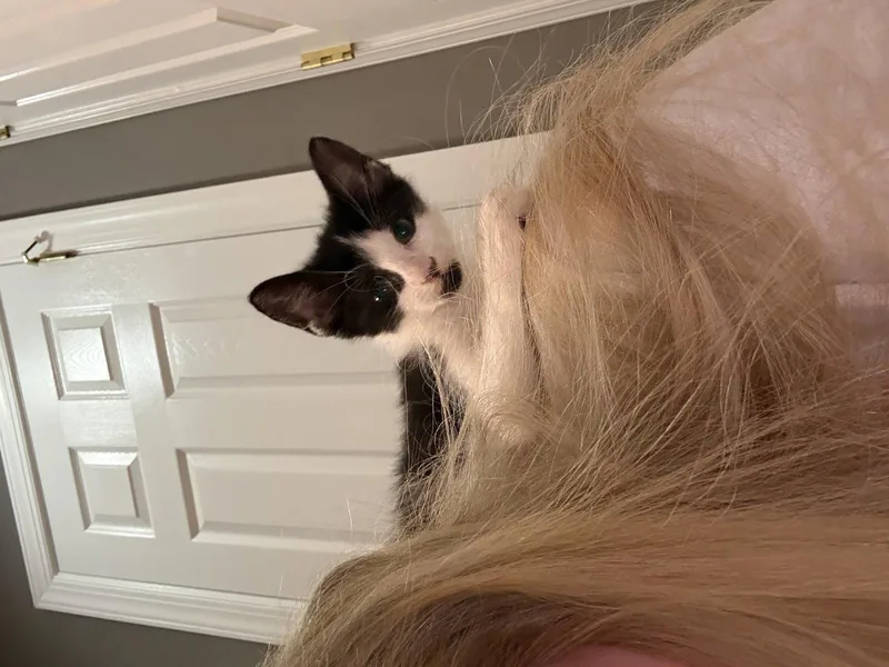 A baby medium-sized male Domestic Short Hair cat named Audi for adoption in Broomall, PA