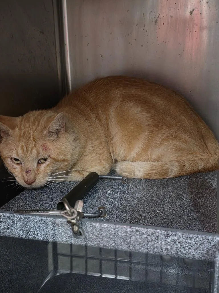 An adult medium-sized male American Shorthair cat named Brutus Hayward for adoption in Rockport, TX