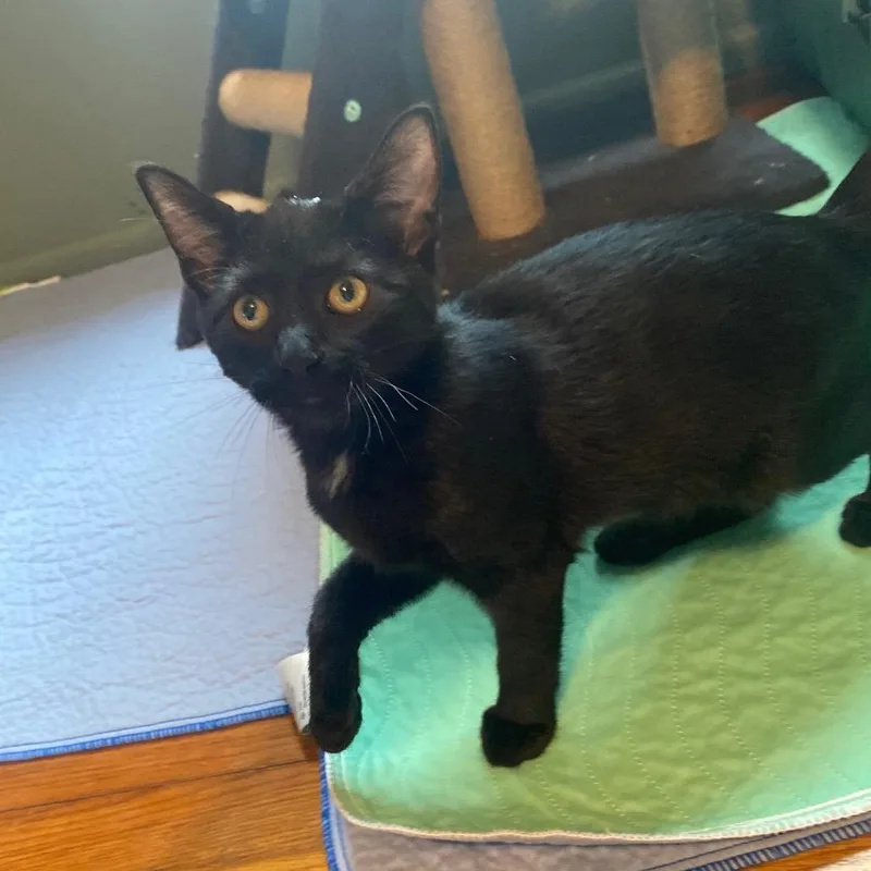 A baby small-sized male Black Bombay cat named Joker for adoption in Mount Vernon, IL