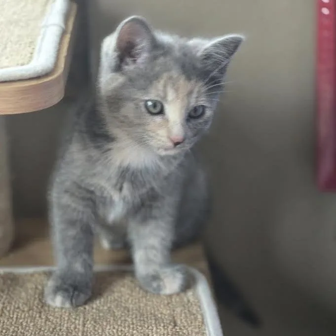 A baby small-sized female Calico Domestic Short Hair cat named Krystina for adoption in Madison, WI