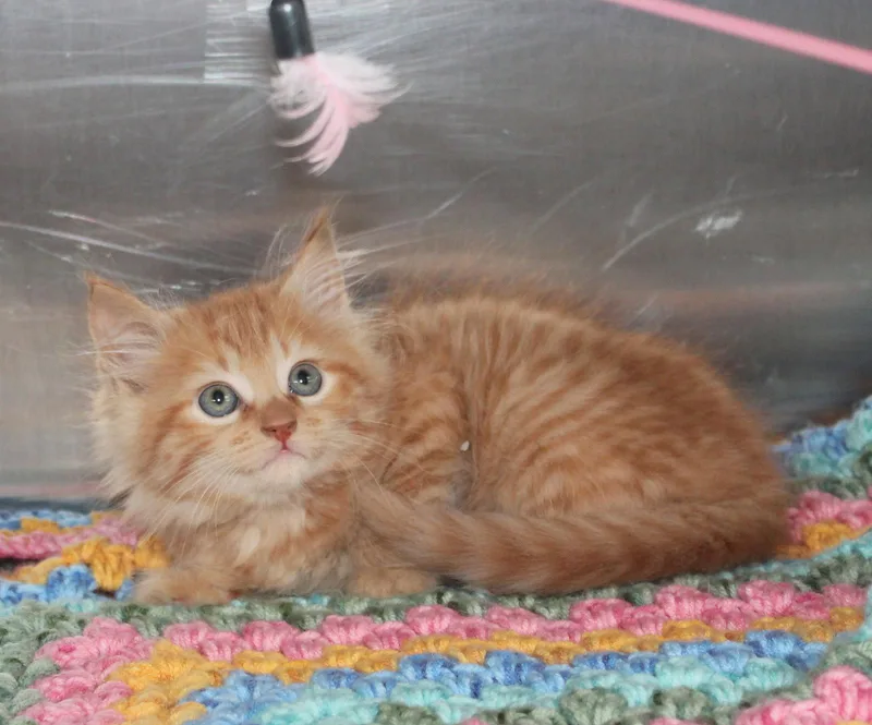 A baby medium-sized male Orange & White Domestic Long Hair cat named Ollie for adoption in Prattville, AL
