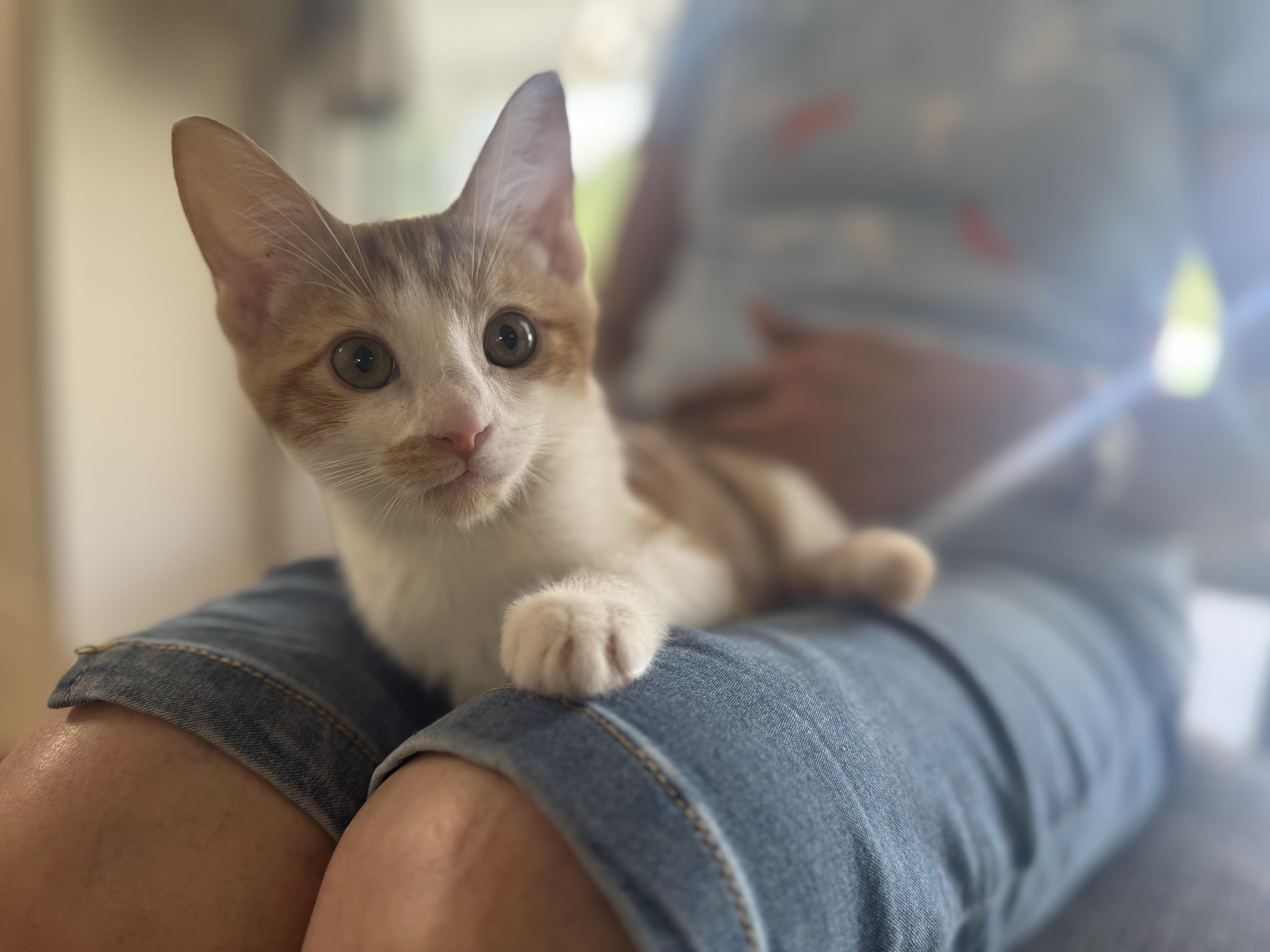 Creamsicle thumbnail 2