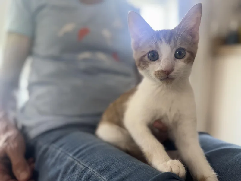 Creamsicle thumbnail 3