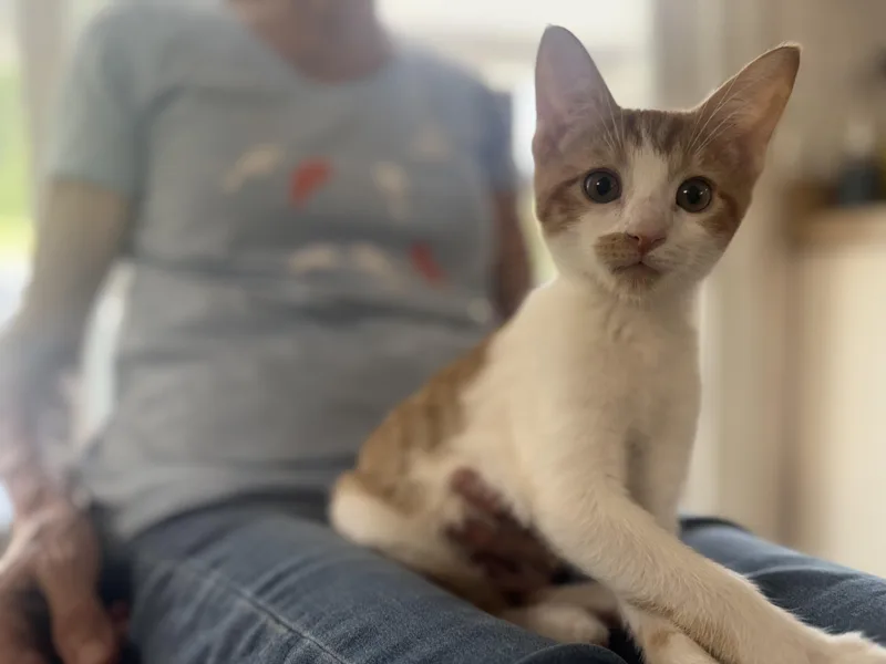 Creamsicle thumbnail 5