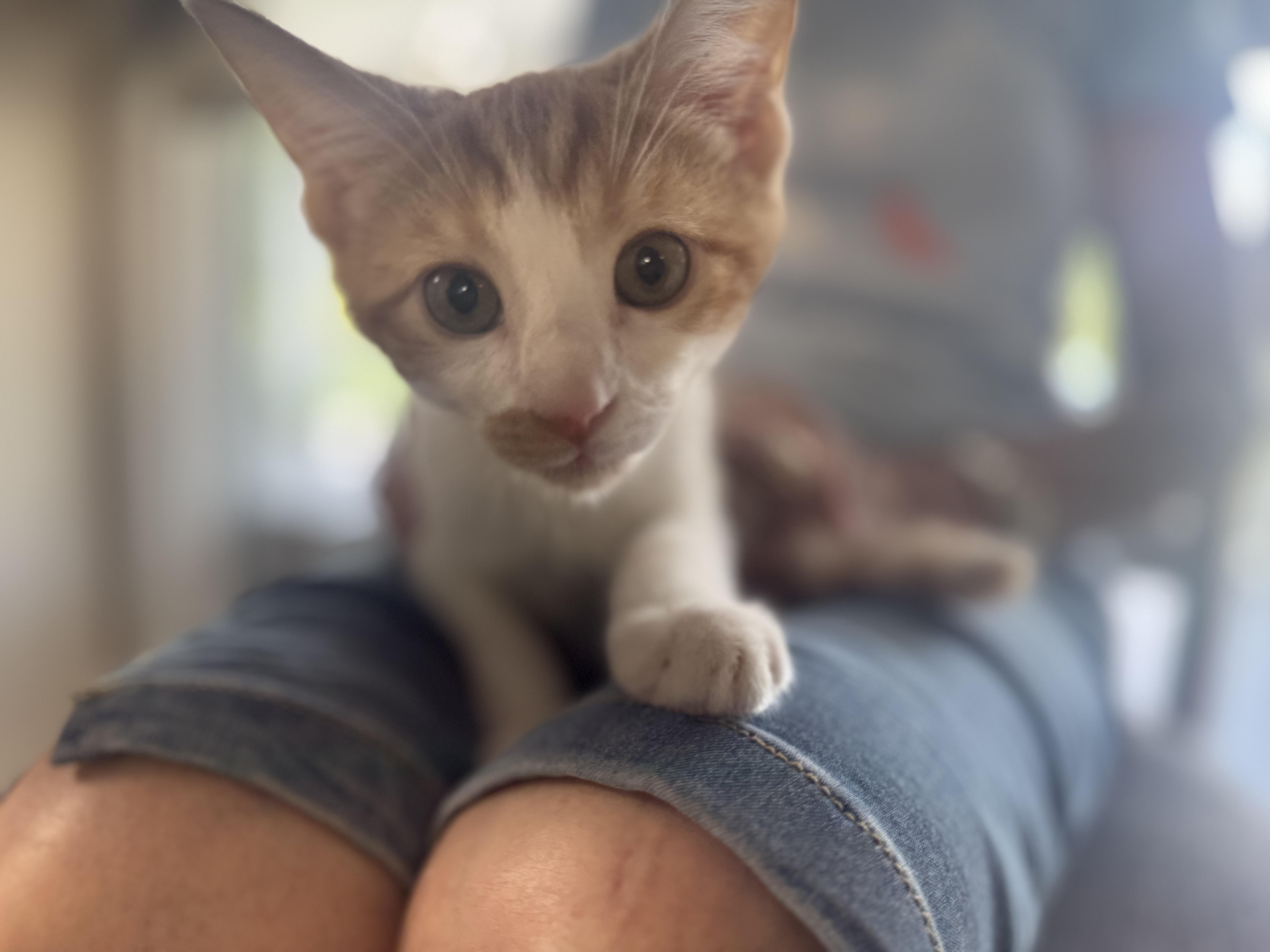 Creamsicle thumbnail 6