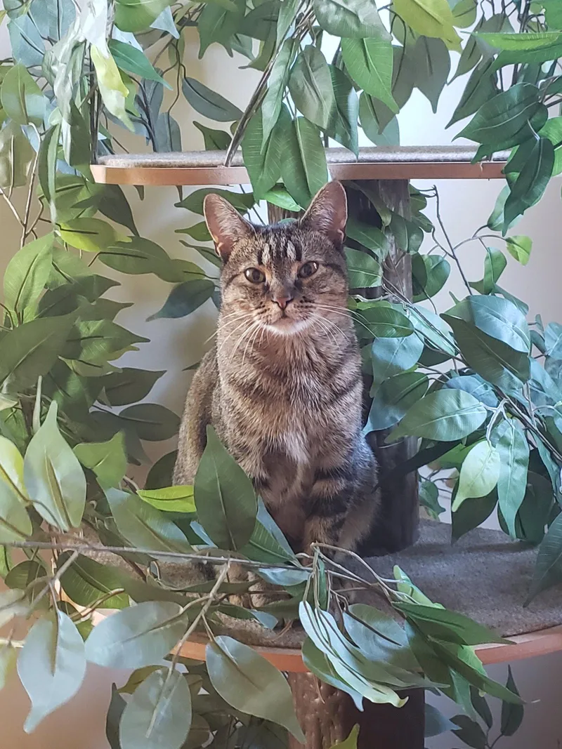Athena Bonded with