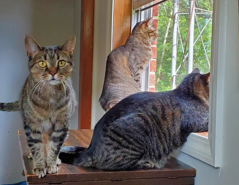 Athena  Bonded with thumbnail 3