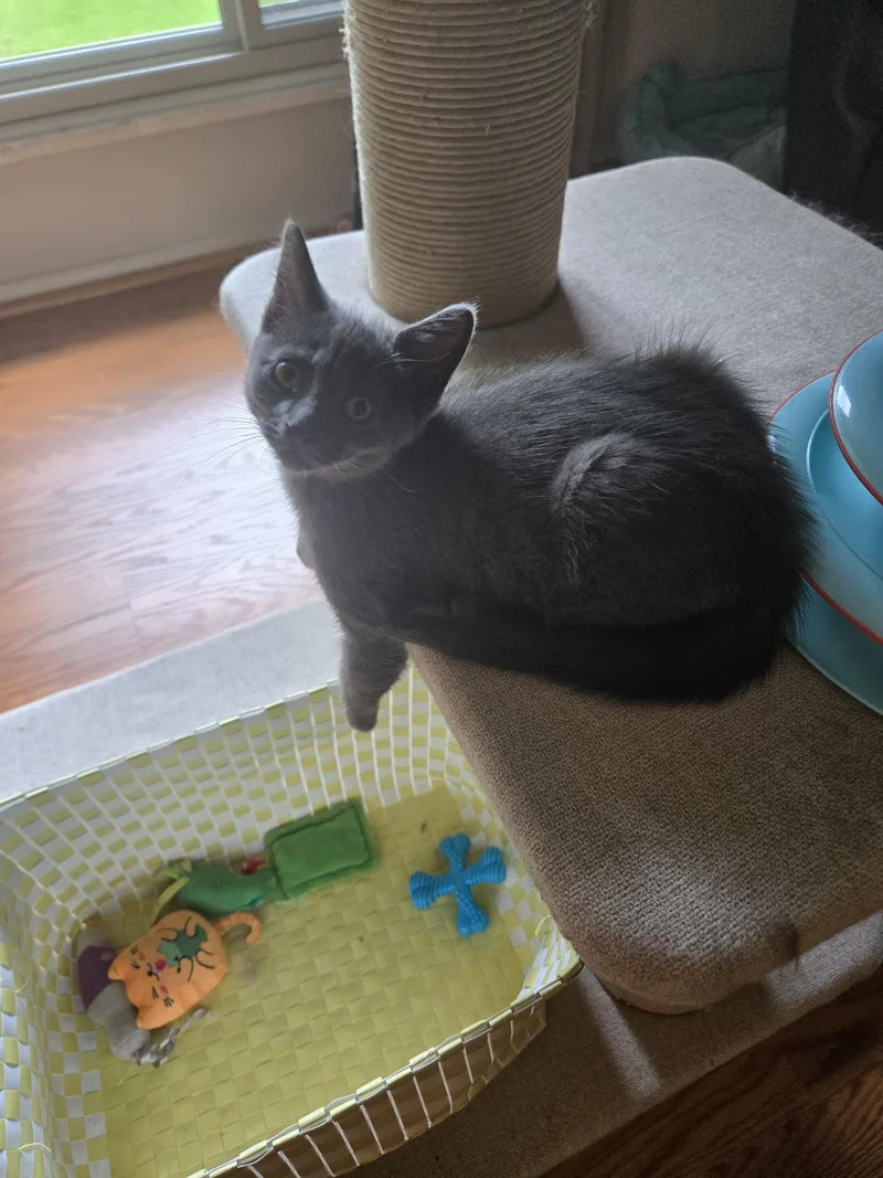 A baby medium-sized female Gray / Blue / Silver Domestic Short Hair cat named Holly for adoption in Walled Lake, MI