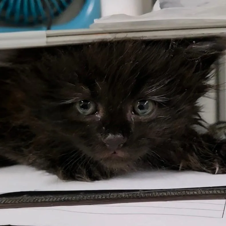 A baby small-sized female Black Domestic Long Hair cat named Spellbinder for adoption in Fredericksburg, VA