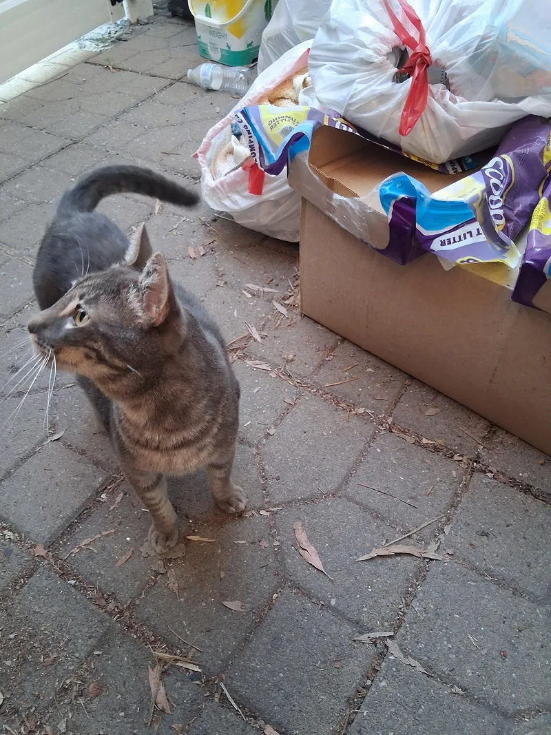 Mr. Pickles thumbnail 2