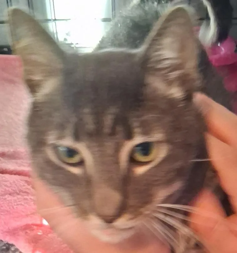 Mr. Pickles thumbnail 3