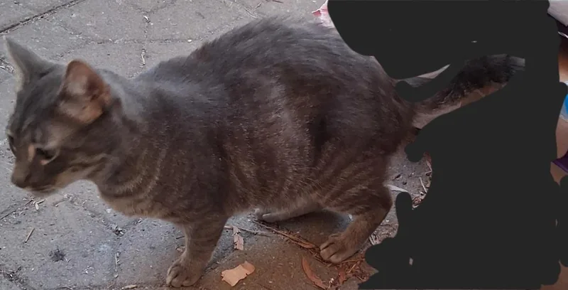 Mr. Pickles thumbnail 4