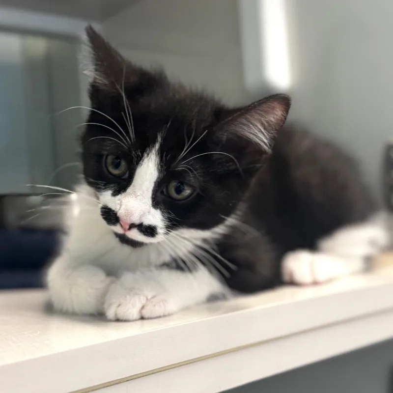 A baby small-sized male Black Domestic Short Hair cat named Petal for adoption in Wheeling, IL