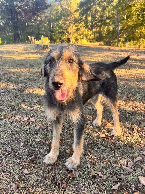 Maleficent thumbnail 2