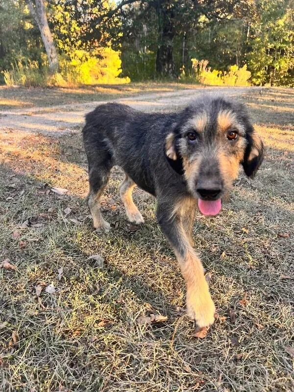 Maleficent thumbnail 3