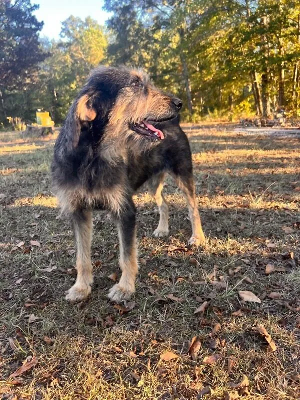 Maleficent thumbnail 4