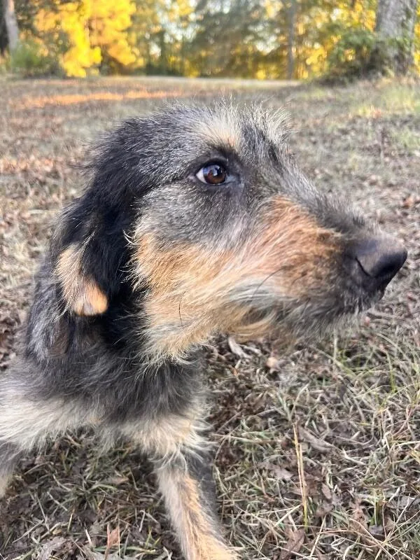 Maleficent thumbnail 5