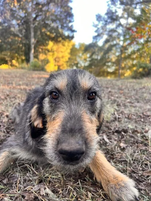 Maleficent thumbnail 6