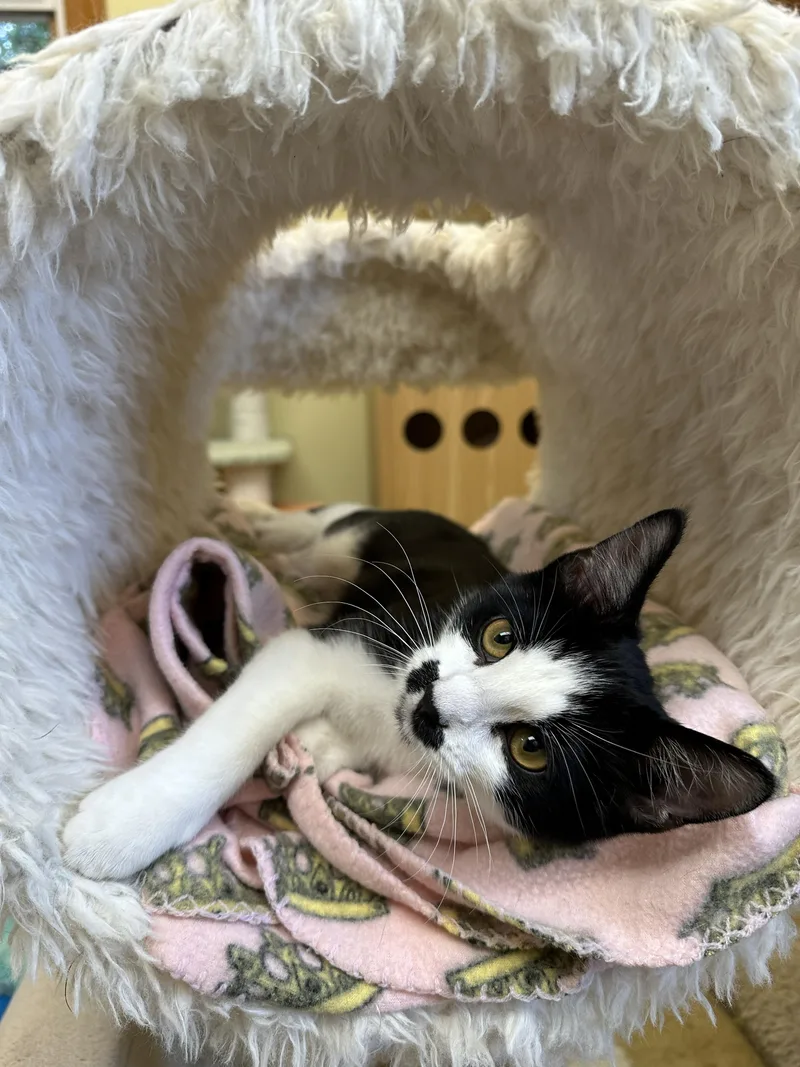 A baby medium-sized female Black & White / Tuxedo Domestic Short Hair cat named Oreo for adoption in Crystal Lake, IL