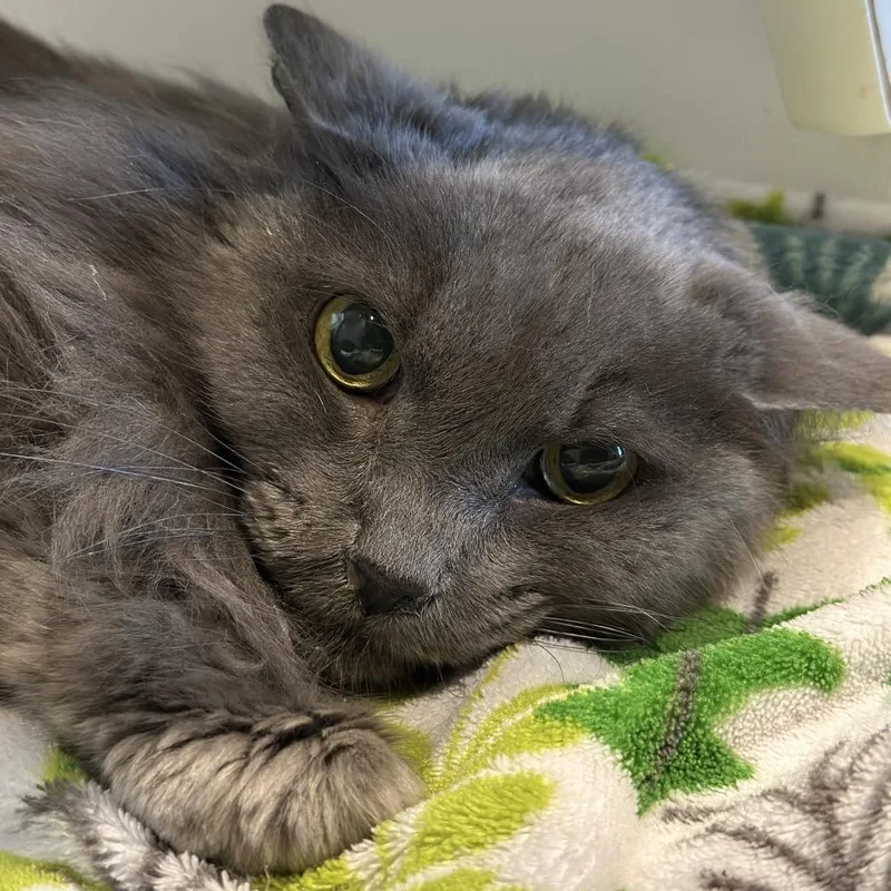 An adult medium-sized male Gray / Blue / Silver Domestic Long Hair cat named Marlboro for adoption in Matteson, IL