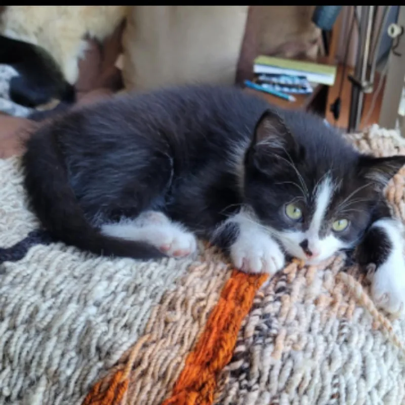 Niles & Frasier thumbnail 2