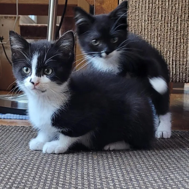 Niles & Frasier thumbnail 3