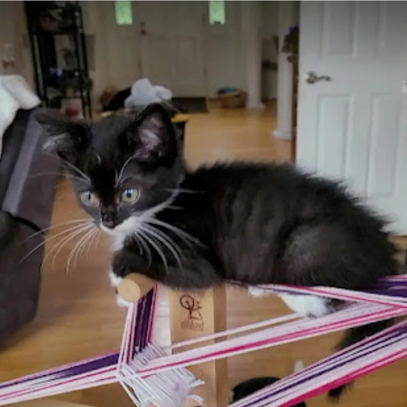 Niles & Frasier thumbnail 5