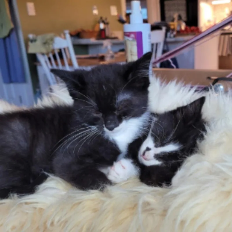 Niles & Frasier thumbnail 6