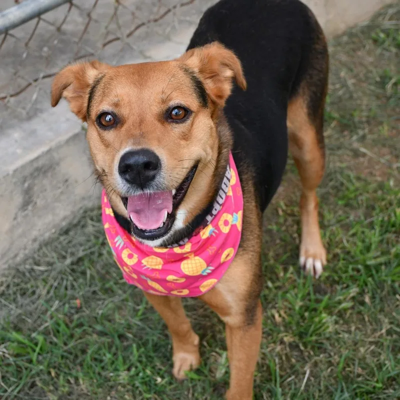 An adult medium-sized female Brown / Chocolate Shepherd dog named Roxy for adoption in Beaumont, TX