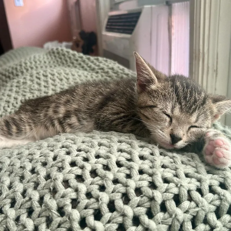 A baby small-sized male Domestic Short Hair cat named Banner for adoption in York, PA