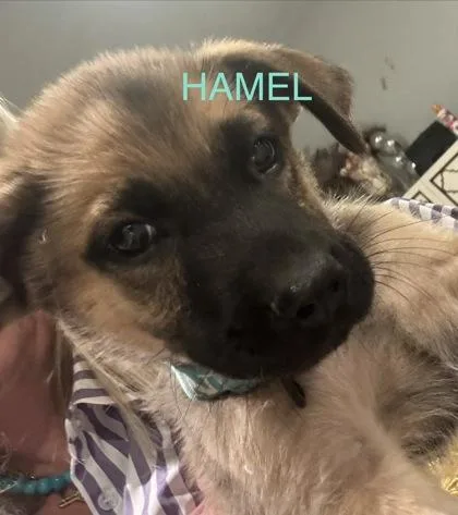 Hamel thumbnail 2